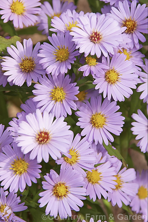 Symphyotrichum (syn. Aster</i>) novi-belgii 'Audrey', an autumn-flowering. Michaelmas. Daisy, possibly a Symphyotrichum dumosus hybrid, 'Audrey' is a compact perennial that grows to around 30cm tall symphyotrichum-2293htm'>Symphyotrichum.