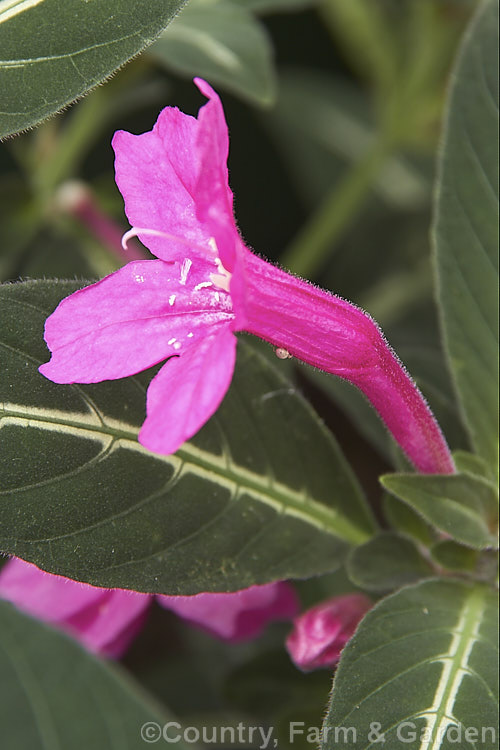 The flower of the Monkey Plant or Trailing Velvet Plant (<i>Ruellia makoyana</i>), a spreading perennial from Brazil that is usually grown as a house or terrarium plant. ruellia-3266htm'>Ruellia.