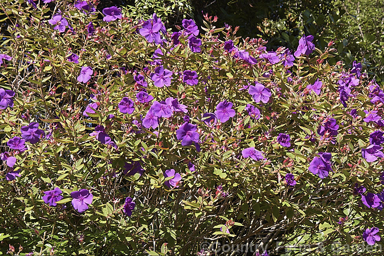 Lasiandra, Glory. Bush or Princess Flower (<i>Tibouchina urvilleana [syn. Tibouchina grandiflora]), a tender evergreen shrub up to 5m tall It is native to Brazil and the flowers appear throughout the warmer months. Order: Myrtales, Family: Melastomataceae