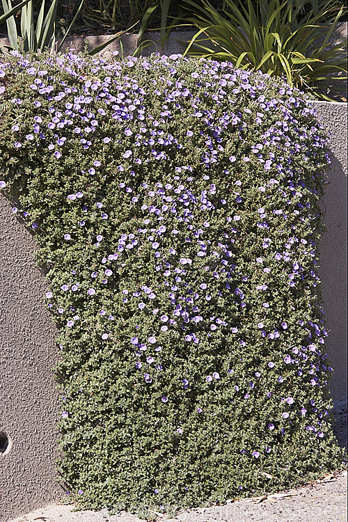 Convolvulus sabatius (syn. Convolvulus mauritanicus</i>), a spreading, summer-flowering groundcover from Italy and northern Africa. It can be used in gardens to cover low banks or spill over walls. Order: Solanales, Family: Convolvulaceae