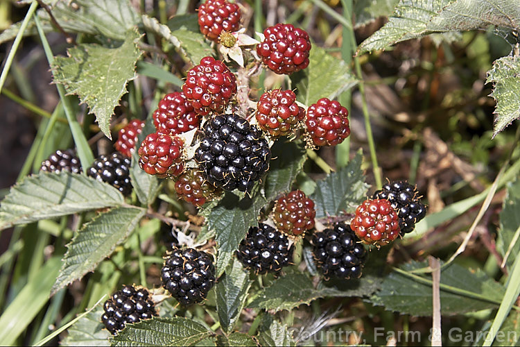 Blackberry (<i>Rubus fruticosus aggregate</i>), a strong-growing, deciduous bramble with very thorny stems and deliciously tart fruit. It is widely naturalised in the temperate zones and often considered a weed. The specific status of the blackberry is undecided and it may be a natural hybrid of several Eurasian species.