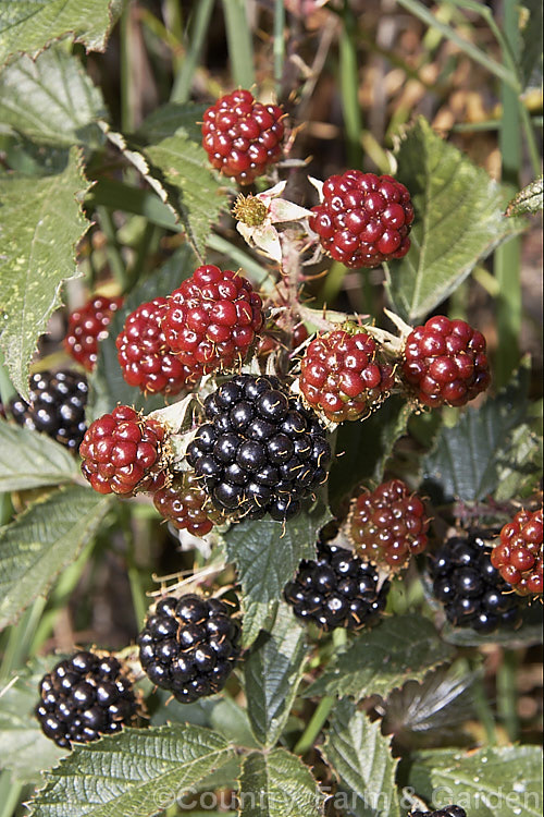 Blackberry (<i>Rubus fruticosus aggregate</i>), a strong-growing, deciduous bramble with very thorny stems and deliciously tart fruit. It is widely naturalised in the temperate zones and often considered a weed. The specific status of the blackberry is undecided and it may be a natural hybrid of several Eurasian species.