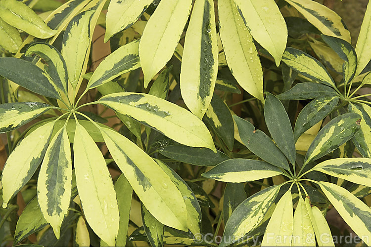 Schefflera arboricola 'Variegata', a variegated foliage cultivar of an evergreen shrub or lax climber native to Taiwan that is widely used as a house or greenhouse plant. schefflera-2489htm'>Schefflera. Order: Apiales, Family: Araliaceae