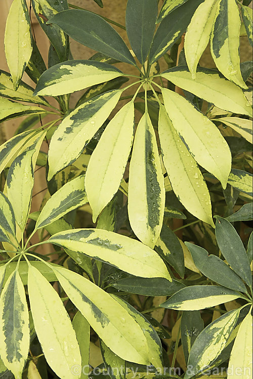 Schefflera arboricola 'Variegata', a variegated foliage cultivar of an evergreen shrub or lax climber native to Taiwan that is widely used as a house or greenhouse plant. schefflera-2489htm'>Schefflera. Order: Apiales, Family: Araliaceae