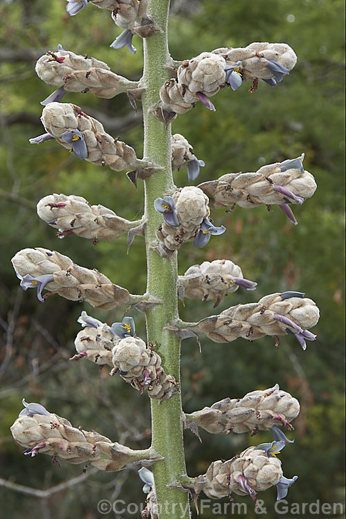 Puya glomerifera, a late summer- to autumn-flowering terrestrial bromeliad native to Ecuador, where it is found in dry shrub-land at fairly high altitudes. Its flower stems are around 3 m tall
