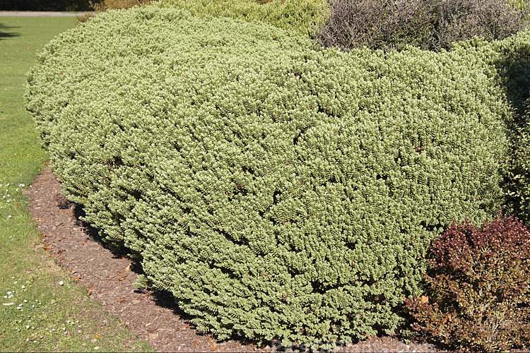<i>Veronica topiaria</i> (syn. <i>Hebe topiaria</i>), an evergreen 70cm-1.2m tall shrub found in New Zealand from Nelson to North Canterbury in the South Island It has grey-green foliage and small heads of white flowers, mainly in summer. As the name topiaria suggests, it forms a dense hummock of foliage like a natural topiary and is sometimes used for hedging. Order: Lamiales, Family: Plantaginaceae