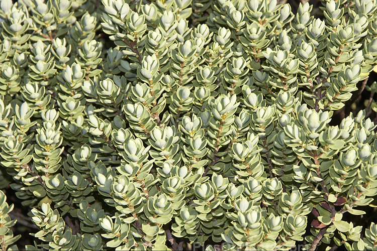 <i>Veronica topiaria</i> (syn. <i>Hebe topiaria</i>), an evergreen 70cm-1.2m tall shrub found in New Zealand from Nelson to North Canterbury in the South Island It has grey-green foliage and small heads of white flowers, mainly in summer. As the name topiaria suggests, it forms a dense hummock of foliage like a natural topiary and is sometimes used for hedging. Order: Lamiales, Family: Plantaginaceae