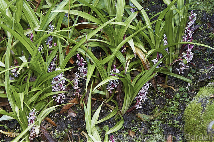 Reineckea carnea, a summer- to autumn-flowering, clump-forming woodland perennial native to Japan and China. The flowers are gently fragrant and are followed by small red fruits