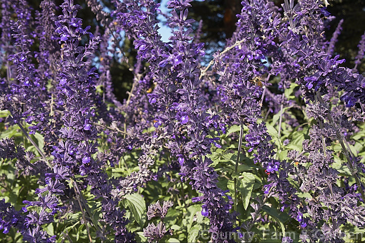 Salvia 'Indigo Spires' (<i>Salvia farinacea x Salvia longispicata</i>), an autumn-flowering sage with dark purple-blue flowers. It grows 15-2m tall and develops into a large clump of foliage. Order: Lamiales, Family: Lamiaceae