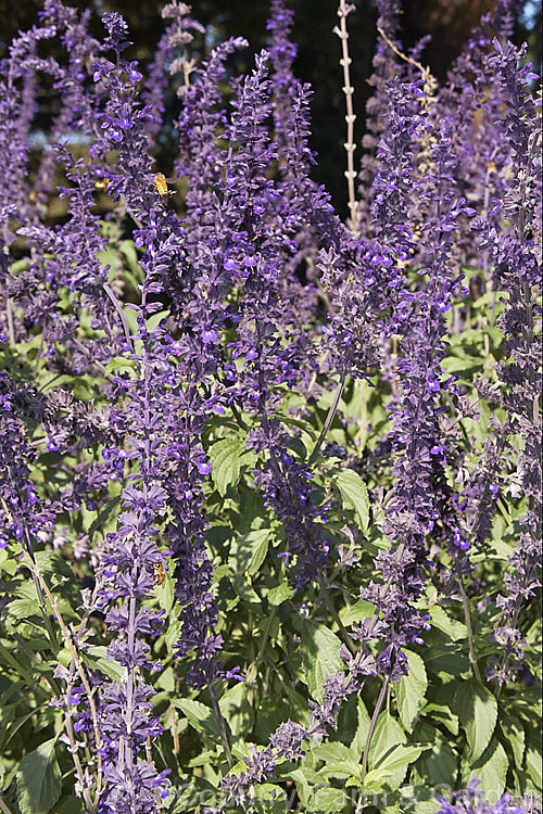 Salvia 'Indigo Spires' (<i>Salvia farinacea x Salvia longispicata</i>), an autumn-flowering sage with dark purple-blue flowers. It grows 15-2m tall and develops into a large clump of foliage. Order: Lamiales, Family: Lamiaceae