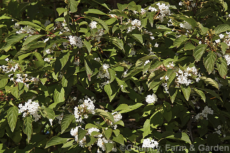 Viburnum x bodnantense (<i>Viburnum farreri x Viburnum grandiflorum</i>), a 3m tall, fragrant, winter-flowering hybrid between two deciduousAsian shrubs. It was raised in the 1930s at Bodnant in Wales. viburnum-2081htm'>Viburnum. <a href='adoxaceae-plant-family-photoshtml'>Adoxaceae</a>.