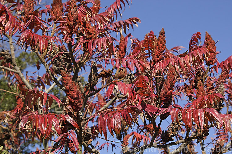 Stag's Horn. Sumach (<i>Rhus typhina</i>), a deciduous shrub or small tree native to temperate eastern North America. It is known for its autumn foliage and velvety red fruit. rhus-2719htm'>Rhus. <a href='anacardiaceae-plant-family-photoshtml'>Anacardiaceae</a>.
