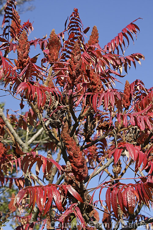Stag's Horn. Sumach (<i>Rhus typhina</i>), a deciduous shrub or small tree native to temperate eastern North America. It is known for its autumn foliage and velvety red fruit. rhus-2719htm'>Rhus. <a href='anacardiaceae-plant-family-photoshtml'>Anacardiaceae</a>.