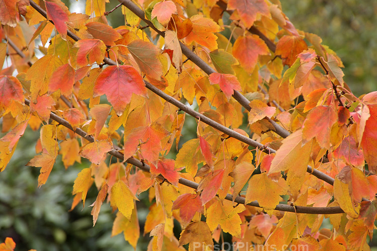 Autumn foliage of the Red Maple, Scarlet Maple or Swamp Maple (<i>Acer rubrum</i>), a deciduous tree native to eastern and central North America. It can grow to 40m tall and its 5-7-lobed leaves are up to 10cm wide. Order Sapindales, Family: Sapindaceae
