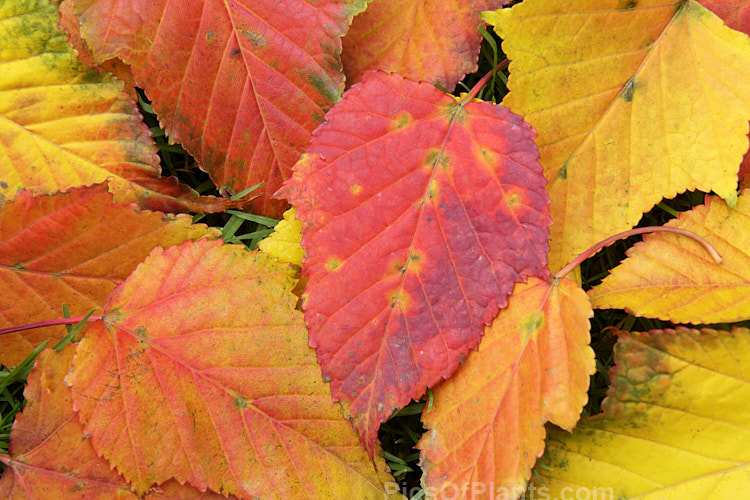 Autumn foliage of the Snakebark Maple (<i>Acer davidii</i>), a 15m tall Chinese deciduous tree notable for its grey-green bark, which is heavily overlaid with white and pale grey striping. Order: Sapindales, Family: Sapindaceae