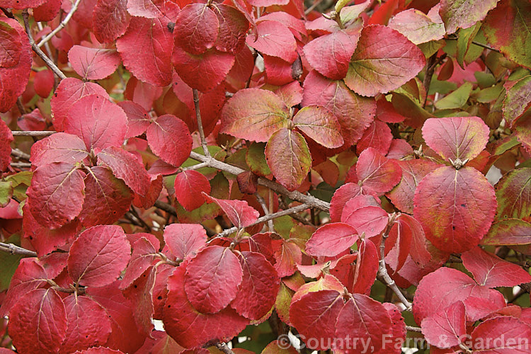 The autumn foliage of Viburnum carlesii 'Aurora', a compact cultivar of a deciduous shrub native to Korea and Japan. It has especially strongly scented spring flowers and bronze-tinted young foliage. viburnum-2081htm'>Viburnum.. viburnum-2081htm'>Viburnum. <a href='adoxaceae-plant-family-photoshtml'>Adoxaceae</a>.