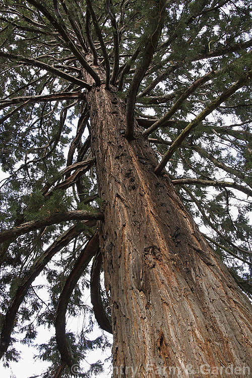 View from below of a Giant Sequoia, Big. Tree or Sierra Redwood (<i>Sequoiadendron giganteum</i>), the world's largest tree by volume, this Californian conifer is capable of reaching nearly 100m tall sequoiadendron-2495htm'>Sequoiadendron. Order: Pinales, Family: Cupressaceae
