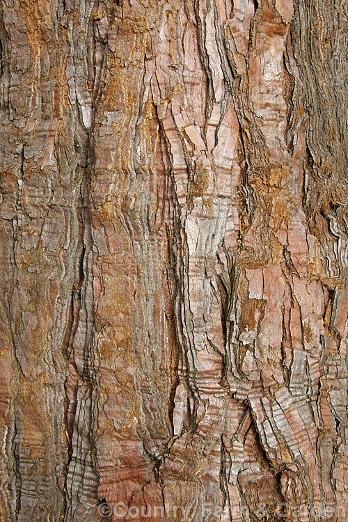 The thick, fibrous bark of the Giant Sequoia, Big. Tree or Sierra Redwood (<i>Sequoiadendron giganteum</i>), the world's largest tree by volume, this Californian conifer is capable of reaching nearly 100m tall sequoiadendron-2495htm'>Sequoiadendron. Order: Pinales, Family: Cupressaceae