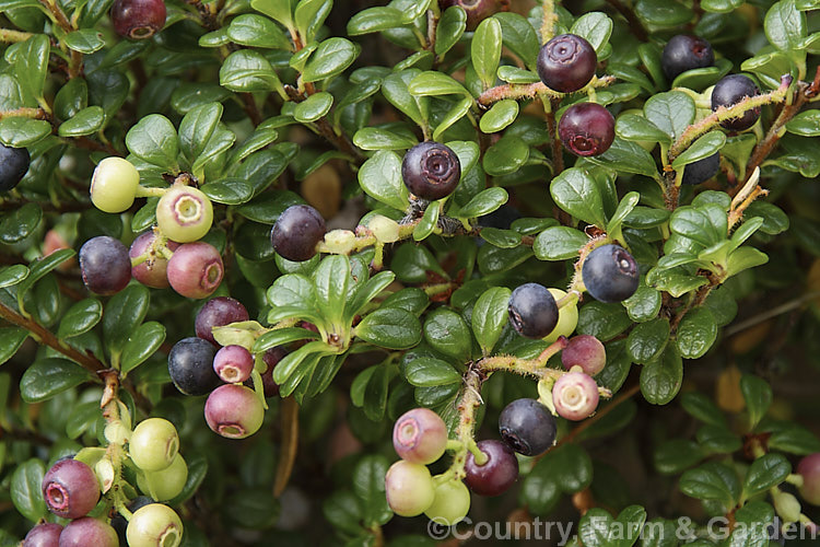 Delavay's Cranberry (<i>Vaccinium delavayi</i>), a 30 x 50cm high evergreen shrub native to southwest China. The edible but tart purple-black berries follow small pink-flushed cream flowers. vaccinium-2753htm'>Vaccinium. Order: Ericales, Family: Ericaceae