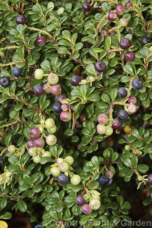 Delavay's Cranberry (<i>Vaccinium delavayi</i>), a 30 x 50cm high evergreen shrub native to southwest China. The edible but tart purple-black berries follow small pink-flushed cream flowers. vaccinium-2753htm'>Vaccinium. Order: Ericales, Family: Ericaceae