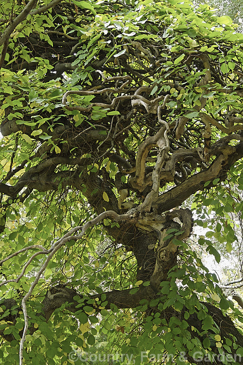 The twisted branches and mid-autumn foliage of the Camperdown Elm (<i>Ulmus glabra 'Camperdownii'), a form of the Scotch Elm or Wych Elm that develops into a wide-spreading, dome-shaped tree that forms an umbrella-like canopy. Order: Rosales, Family: Ulmaceae