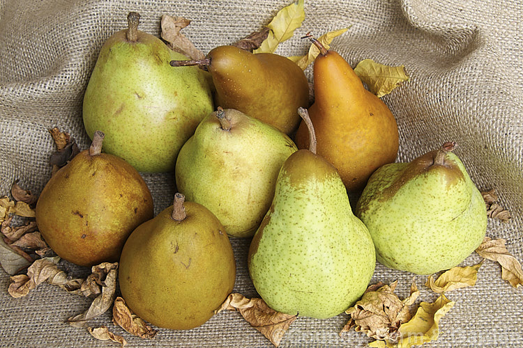 Four cultivars of European Pears (<i>Pyrus communis</i>), clockwise from front left: 'Taylor's Gold', 'Doyenne du Comice', 'Beurre Bosc' and 'Packham'. Order: Rosales, Family: Rosaceae