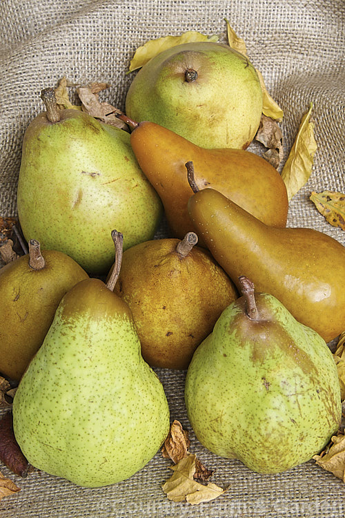 Four cultivars of European Pears (<i>Pyrus communis</i>), clockwise from front left: 'Packham' 'Taylor's Gold', 'Doyenne du Comice' and 'Beurre Bosc'. Order: Rosales, Family: Rosaceae