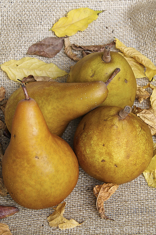 Two russet-skinned cultivars of European Pears (<i>Pyrus communis</i>): 'Beurre Bosc' (left</i>) and 'Taylor's Gold' (right</i>). Order: Rosales, Family: Rosaceae