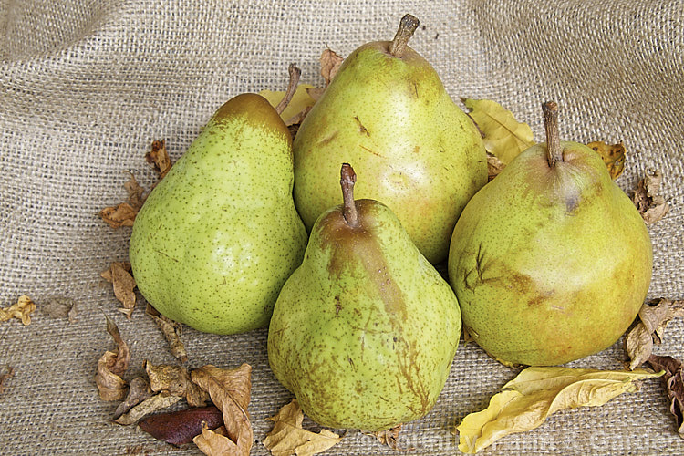 Two green-skinned cultivars of European Pears (<i>Pyrus communis</i>): 'Packham' (front and left</i>) and 'Doyenne du Comice' (back and right</i>). Order: Rosales, Family: Rosaceae