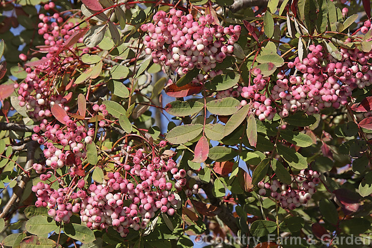 Sorbus hupehensis, this rowan or mountain ash from central and western China is a small deciduous tree that grows to around 10m tall. The berries, initially creamy white, become pink-blushed as they ripen. sorbus-2143htm'>Sorbus.