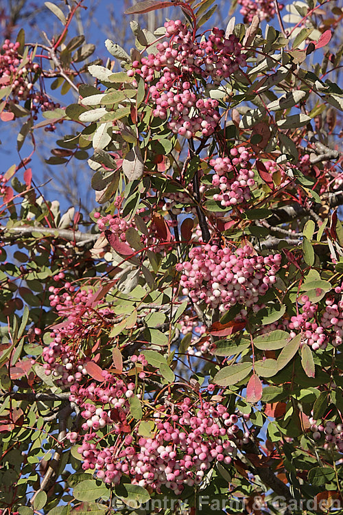 Sorbus hupehensis, this rowan or mountain ash from central and western China is a small deciduous tree that grows to around 10m tall. The berries, initially creamy white, become pink-blushed as they ripen. sorbus-2143htm'>Sorbus.