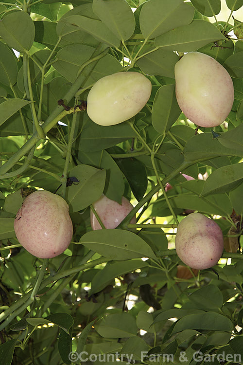 The ripening fruit of Staunton. Vine (<i>Stauntonia hexaphylla</i>), a semi-deciduous to evergreen twining vine native to Japan, Korea and Taiwan. Male and female flowers occur on separate plants and the female flowers are followed by large red- to purple-tinted edible fruit filled with a bland pulp. Order: Ranunculales, Family: Lardizabalaceae