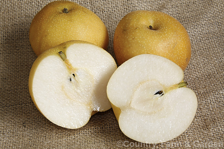 Asian Pear, Nashi Pear or Sand Pear (<i>Pyrus pyrifolia</i>), a deciduous tree up to 12m tall, native to central and western China. The fruits are edible and similar to the common pear, but rather more watery with a slight hint of apple flavour. Commercial cultivars have flesh with quite a smooth consistency but the fruit of the wild plant can be somewhat gritty, hence the name. Sand Pear. Order: Rosales, Family: Rosaceae