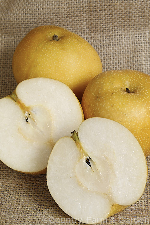 Asian Pear, Nashi Pear or Sand Pear (<i>Pyrus pyrifolia</i>), a deciduous tree up to 12m tall, native to central and western China. The fruits are edible and similar to the common pear, but rather more watery with a slight hint of apple flavour. Commercial cultivars have flesh with quite a smooth consistency but the fruit of the wild plant can be somewhat gritty, hence the name. Sand Pear. Order: Rosales, Family: Rosaceae