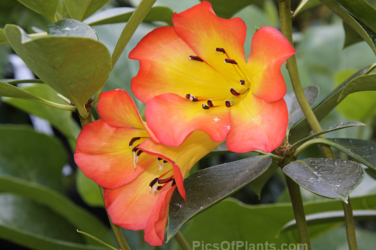 <i>Rhododendron</i> 'Simbu Sunset' (<i>Rhododendron laetum</i> x <i>Rhododendron zoelleri</i>), a Vireya hybrid with loose heads of strikingly coloured blooms. It was introduced in 1984. Order: Ericales, Family: Ericaceae