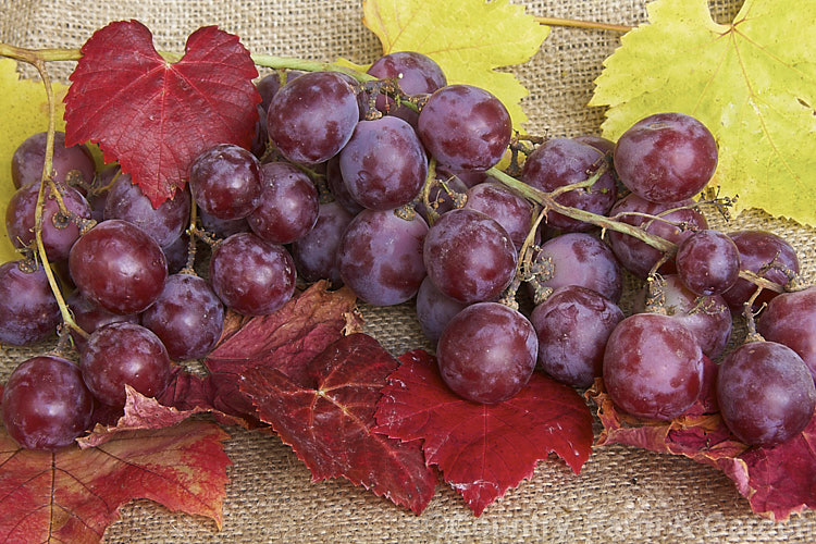 A bunch of commercially grown red table grapes. Large and sweet, these grapes are intended for eating fresh, not for use as wine grapes. This cultivar is Vitis vinifera 'Red Globe', a very large grape, which is produced in huge quantities in Chile.