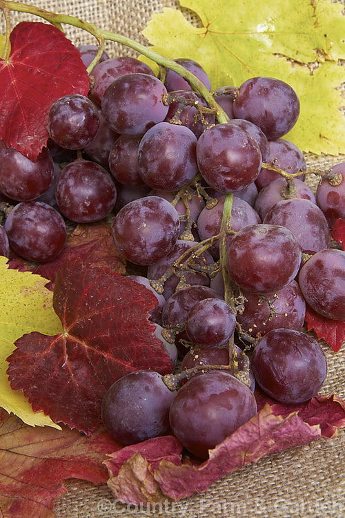 A bunch of commercially grown red table grapes. Large and sweet, these grapes are intended for eating fresh, not for use as wine grapes. This cultivar is Vitis vinifera 'Red Globe', a very large grape, which is produced in huge quantities in Chile.