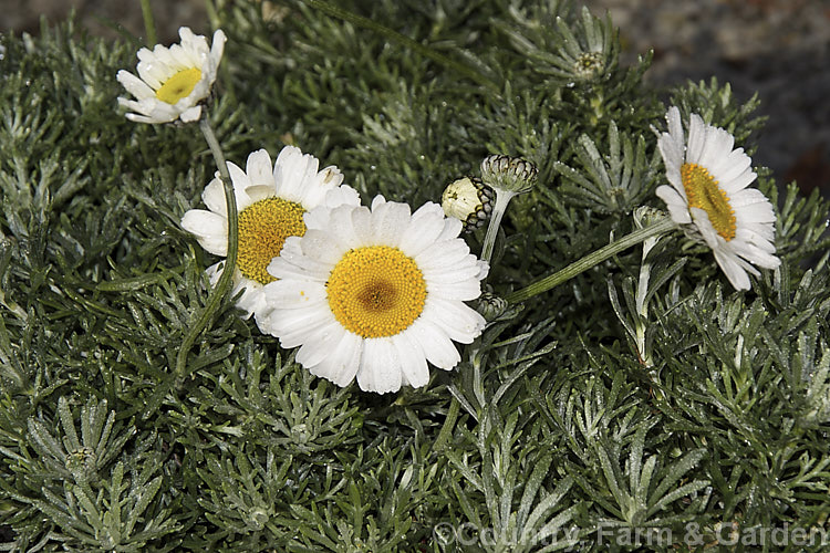 Rhodanthemum hosmariense (syns. Leucanthemum hosmariense, Chrysanthemopsis hosmariensis</i>), a small, long-flowering evergreen perennial native to Morocco. It grows to around 30cm tall x 1m wide and flowers throughout the warmer months