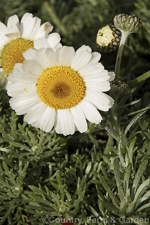 Rhodanthemum hosmariense (syns. Leucanthemum hosmariense, Chrysanthemopsis hosmariensis</i>), a small, long-flowering evergreen perennial native to Morocco. It grows to around 30cm tall x 1m wide and flowers throughout the warmer months
