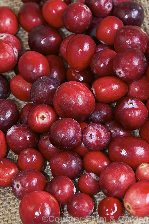 The fruit of the American. Cranberry (<i>Vaccinium macrocarpon</i>), a low, spreading evergreen shrub found in eastern North America and northern Asia. It grows to around 1m tall, has leaves to 2cm long, small pale mauve flowers in spring, and its bright red fruits ripen in autumn. Cranberries are very tart but popular for making jellies and sauces, and for drying. vaccinium-2753htm'>Vaccinium. Order: Ericales, Family: Ericaceae