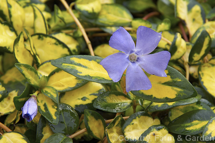 Vinca minor 'Illumination', a boldly yellow-variegated cultivar of the Lesser Periwinkle, a quick-spreading evergreen ground-cover found from western Europe to the Caucasus An American cultivar developed from 1995, it flowers for much of the year, most heavily in spring, and can be very invasive. vinca-3390htm'>Vinca. Order: Gentianales, Family: Apocynaceae