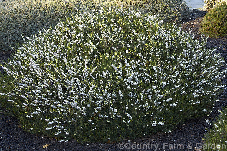 Erica carnea (syn. Erica herbacea</i>) 'Snow Queen', a white-flowered cultivar of the Winter. Heath, a spreading, winter-flowering, 25cm high evergreen shrub found from the Balkans and northwestern Italy through the mountains of eastern Europe. erica-2109htm'>Erica. Order: Ericales, Family: Ericaceae
