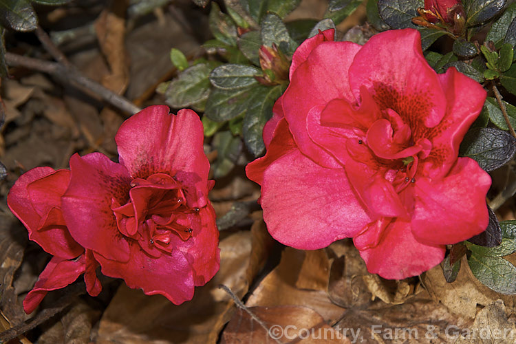 Rhododendron (evergreen azalea</i>) 'Red Poppy', a single- to petaloid semi-double-flowered Belgian Indica hybrid of unknown parentage. It is a low, spreading, heavy-flowering bush that is among the first of the evergreen azaleas to come into bloom