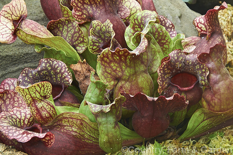 Sarracenia purpurea subsp. venosa 'Louise. Burke', a cultivar of a squat, heavy-veined subspecies of the Common Pitcher Plant or Huntsman's Cup, a carnivorous plant native to eastern North America. sarracenia-3281htm'>Sarracenia. <a href='sarraceniaceae-plant-family-photoshtml'>Sarraceniaceae</a>.