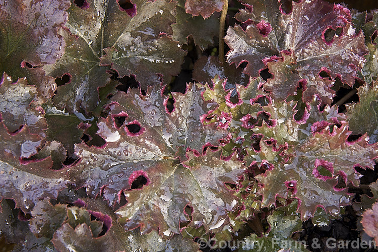 The winter foliage of Heuchera 'Crimson Curls', a compact evergreen or near evergreen perennial grown mainly for its purple-bronze foliage which has reddish edges and undersides. Its flowers are small and white and borne in early summer on wiry stems up to 45cm tall It was developed by British breeder. Ray. Brown. heuchera-2441htm'>Heuchera. <a href='saxifragaceae-plant-family-photoshtml'>Saxifragaceae</a>.