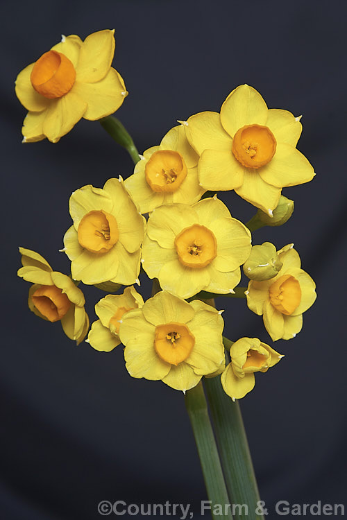Narcissus tazetta subsp. aureus, a subspecies of the Bunch-flowered Narcissus or Polyanthus. Narcissus in which the perianth segments are yellow instead of the usual cream and the corona is deep gold to orange rather than the yellow of the basic species. Subspecies aureus occur from southern France through. Italy and Sardinia to Algeria and is very early-flowering. Order: Asparagales, Family: Amaryllidaceae