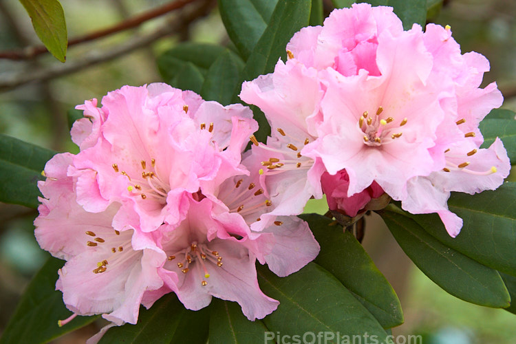 <i>Rhododendron</i> 'Christmas Cheer' (<i>Rhododendron caucasicum</i> x unknown</i>), available in several forms, sometimes under different names, this old hybrid is among the first rhododendrons to flower - in late winter to early spring. It is consequently rather prone to having its flowers damaged or destroyed by frost, though the plant itself is very hardy. Order: Ericales, Family: Ericaceae
