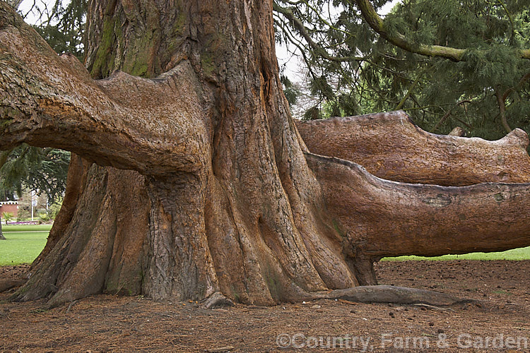 The massive trunk buttress and lower branches of a Giant Sequoia, Big. Tree or Sierra Redwood (<i>Sequoiadendron giganteum</i>). The world's largest tree by volume, this Californian conifer is capable of reaching nearly 100m tall sequoiadendron-2495htm'>Sequoiadendron. Order: Pinales, Family: Cupressaceae