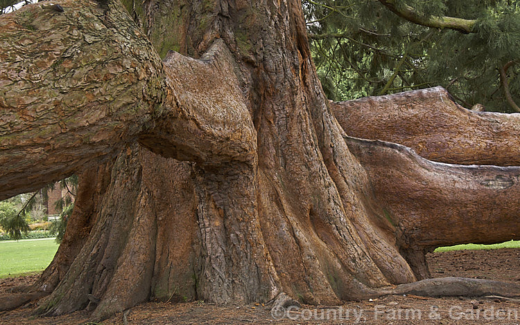 The massive trunk buttress and lower branches of a Giant Sequoia, Big. Tree or Sierra Redwood (<i>Sequoiadendron giganteum</i>). The world's largest tree by volume, this Californian conifer is capable of reaching nearly 100m tall sequoiadendron-2495htm'>Sequoiadendron. Order: Pinales, Family: Cupressaceae