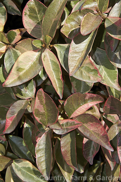 Variegated Star Jasmine (<i>Trachelospermum jasminoides 'Variegata'), a cream and pale green-variegated form of an evergreen climber native to China. Like the species, its flowers are very fragrant and appear mainly in summer, but they are far less conspicuous against the lighter foliage. trachelospermum-3362htm'>Trachelospermum. Order: Gentianales, Family: Apocynaceae